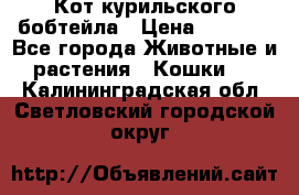 Кот курильского бобтейла › Цена ­ 5 000 - Все города Животные и растения » Кошки   . Калининградская обл.,Светловский городской округ 